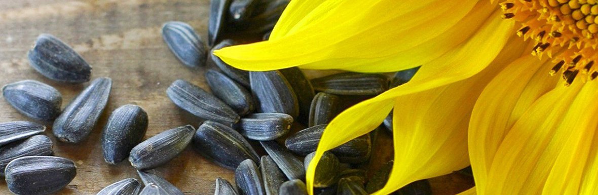 sunflower seed shell