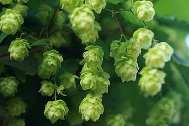 Complete Hops Pellet Production Line Solution