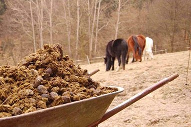 Complete Horse Manure Pellet Production Line Solution