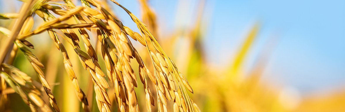rice husk