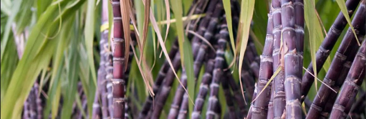 Sugarcane