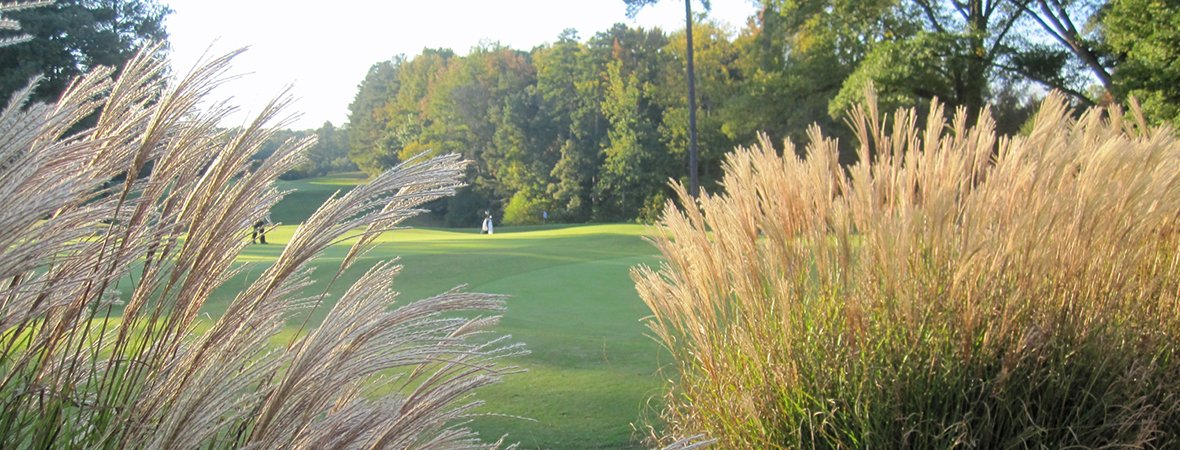 Miscanthus