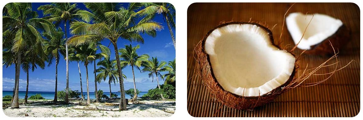 Coconut tree and coconut shell