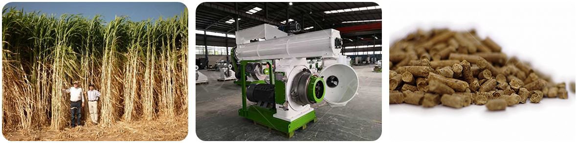 Giant King Grass Pellet  granulation process