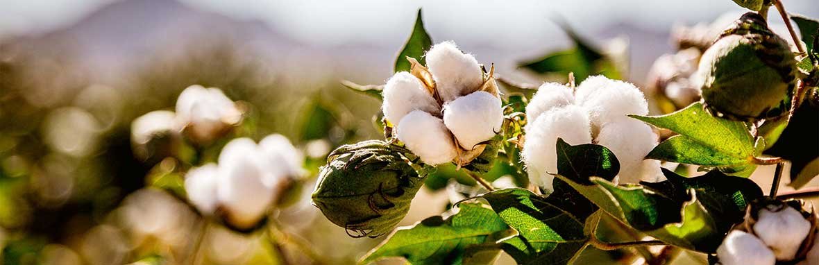 Cotton Stalk