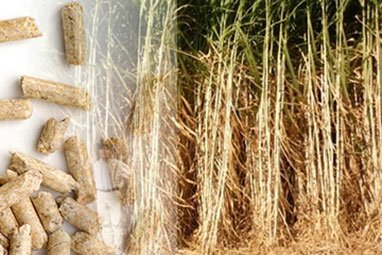 Complete Giant King Grass Pellet Production Line Solution