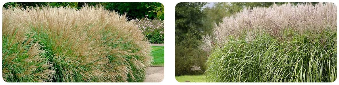Miscanthus & Elephant Grass