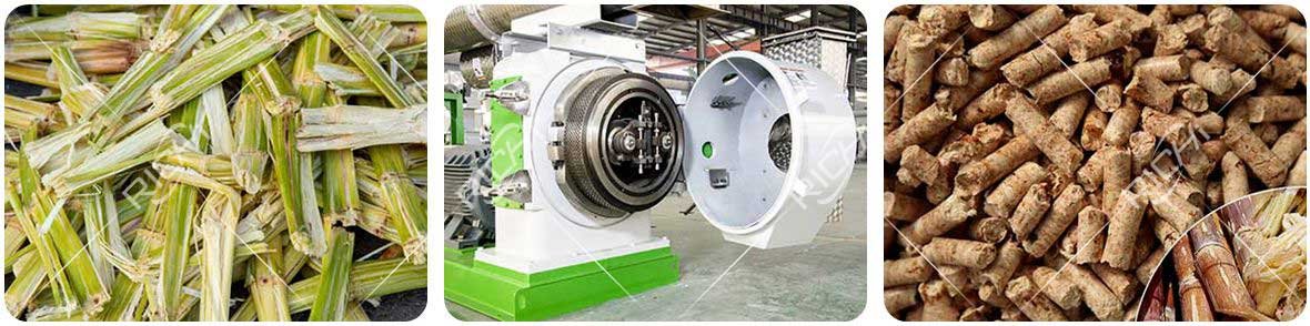 Bagasse is pressed into pellets by a pellet machine