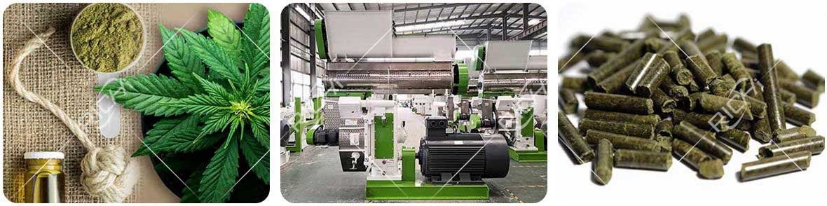 Hemp is pressed into pellets by a pellet machine