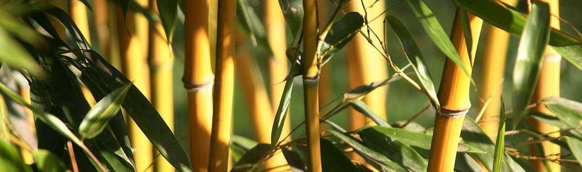 Bamboo