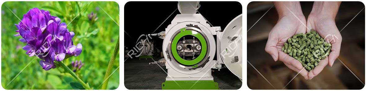 Alfalfa is pressed into pellets by a pellet machine