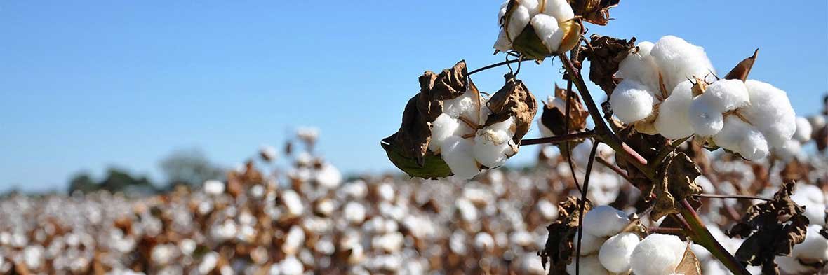 Cotton Stalk