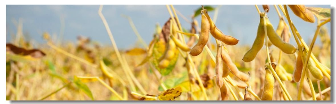  Soybean Straw
