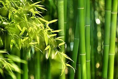 Complete Bamboo Pellet Production Line Solution
