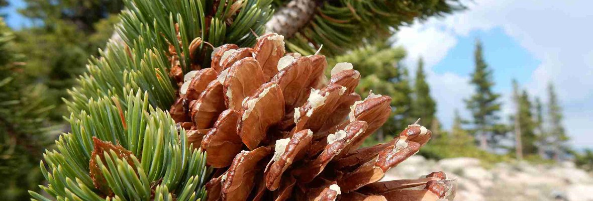 Pine Wood