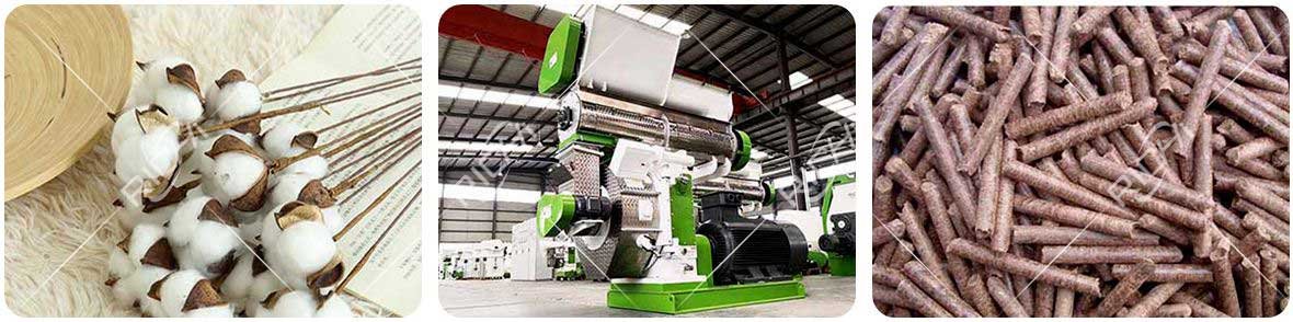 Cotton stalk is pressed into pellets by a pellet machine
