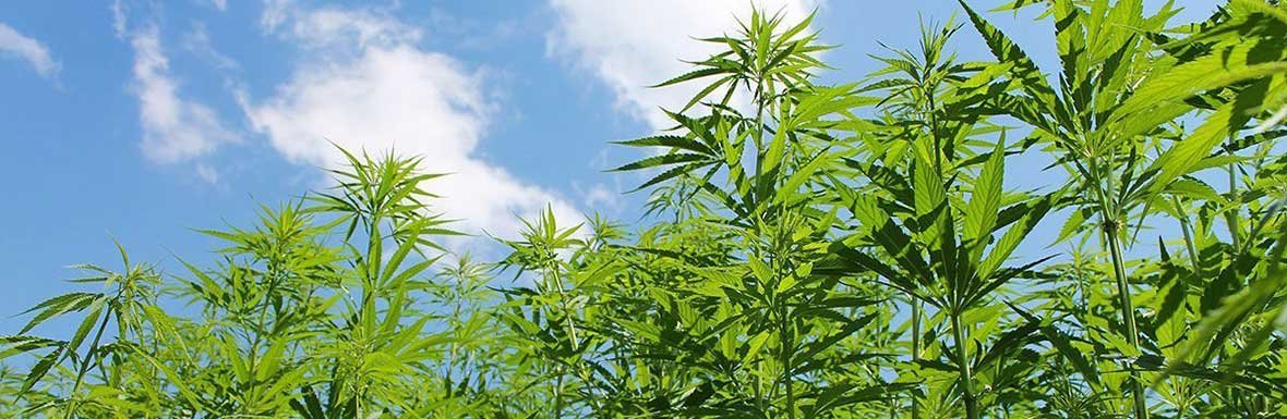 hemp