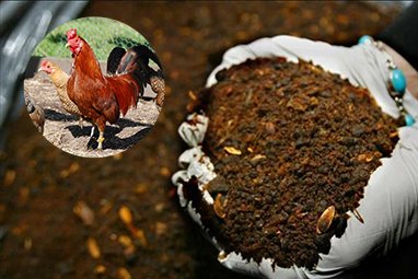 Complete Chicken Manure Pellet Production Line Solution