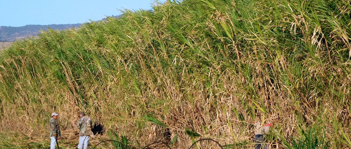 Giant King Grass