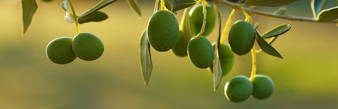 Olives are produced on the tree
