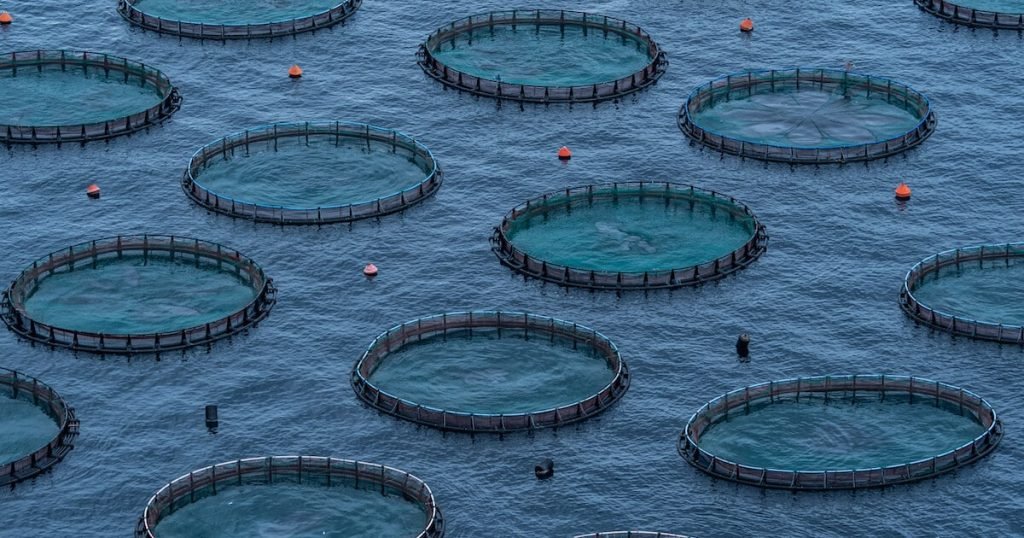 What Is Fish Farming