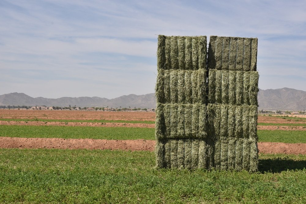 alfalfa-hay-stack